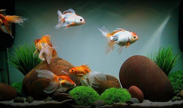 akvarij z ribami za privabljanje denarja
